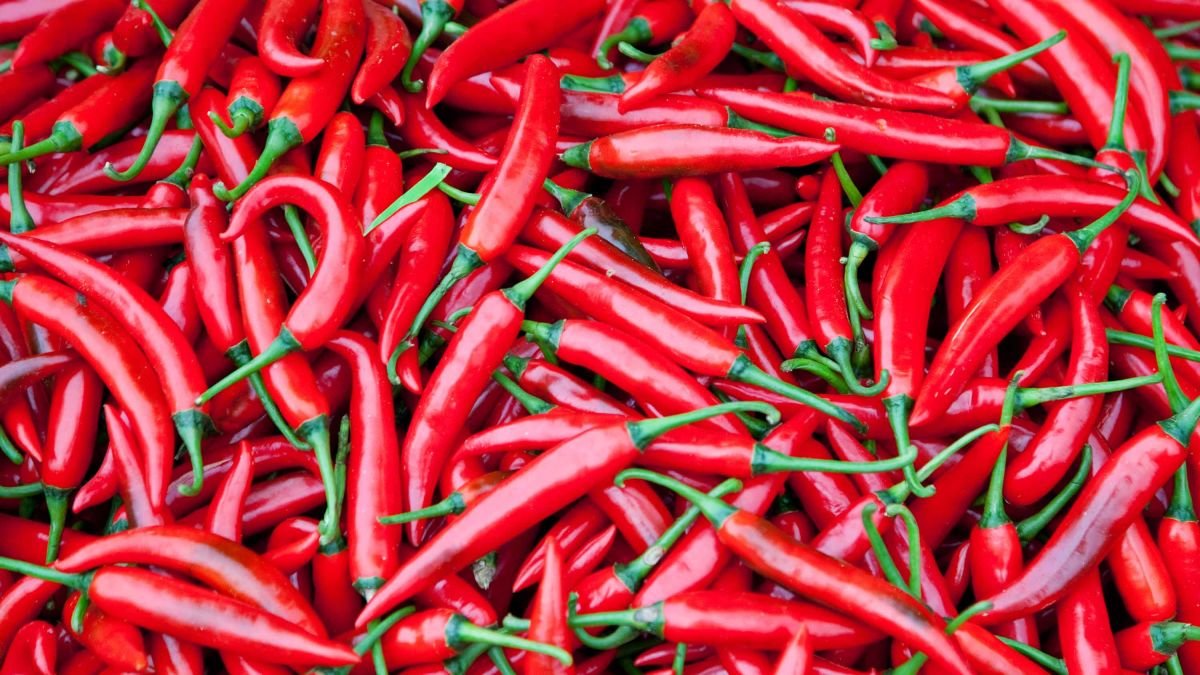 chili pepper