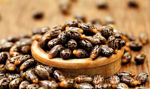 castor seeds